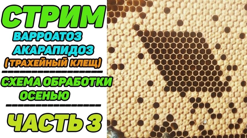 Вбудована мініатюра для Youtube video